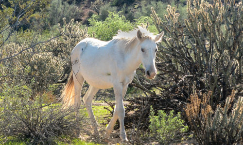 saltriverwhite