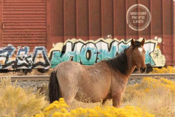 Wild Horse and Grafitti Boxcars
