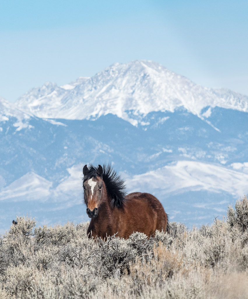 Wild Horse New Mexico