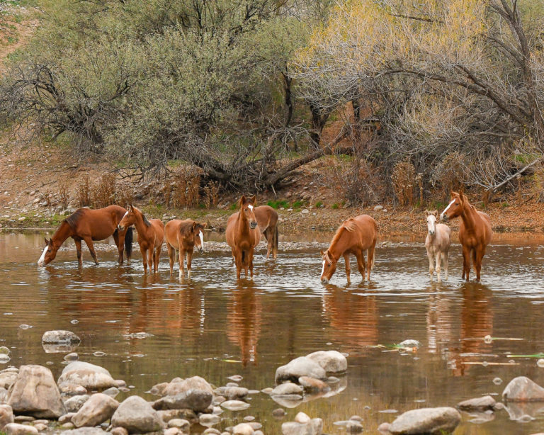 Salt River Wild Horses
