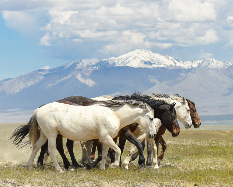 Wild Horses Walking in Sync