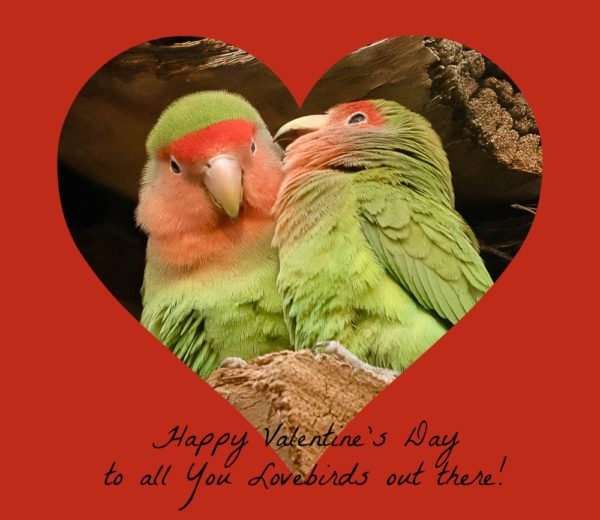 Valentine Lovebirds (in the Wild)