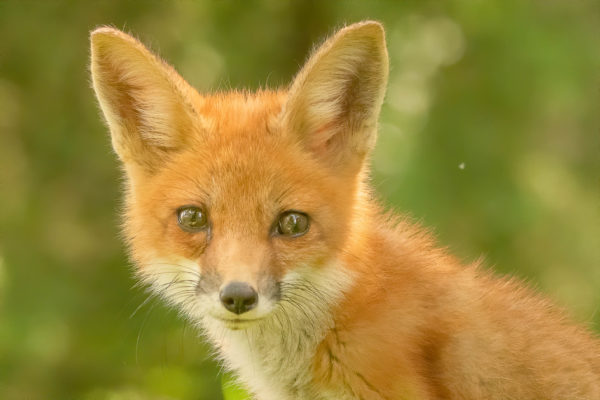 Cute Baby Fox