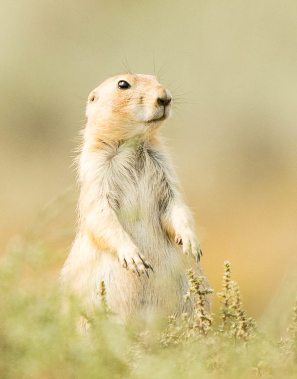 Prairie Dog Checking Me Out