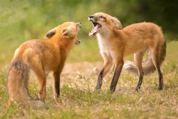 Fox Argument