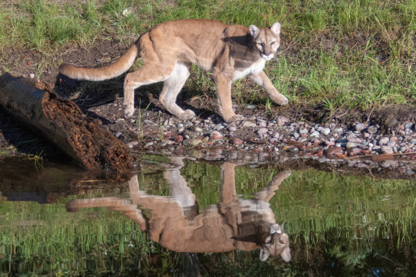Mountain Lion Reflection