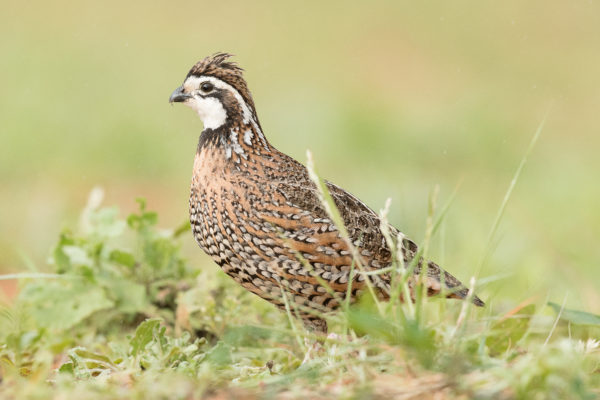 The Northern Bobwhite