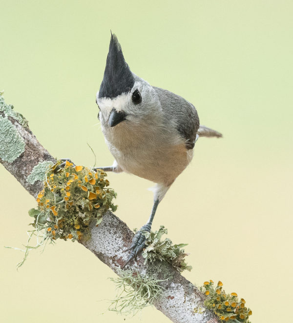 The Adorable Tufted Titmouse