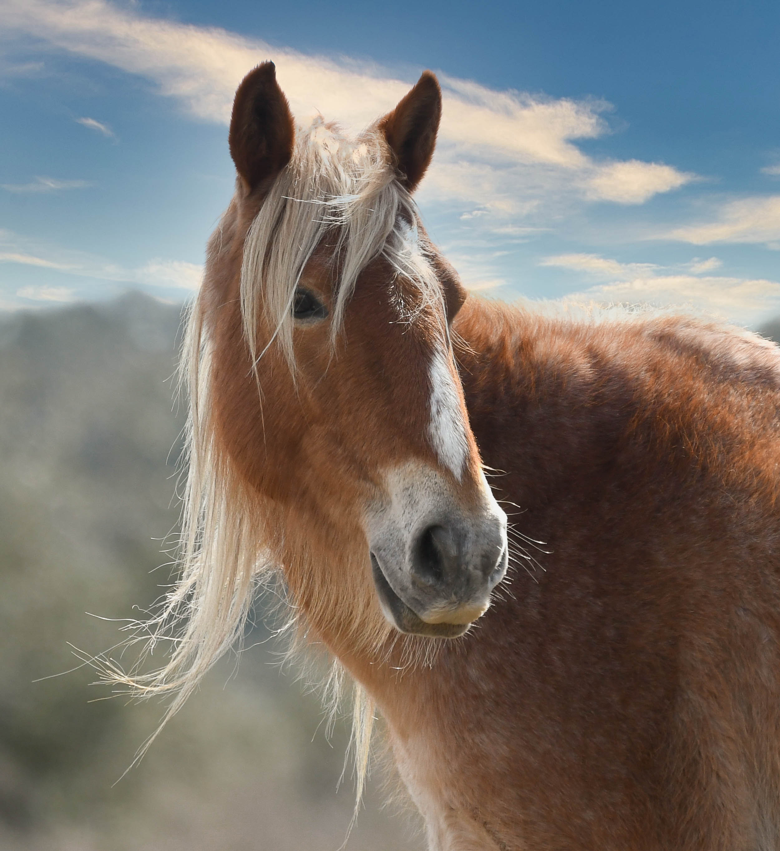 Wild Horse Island – jantrabuephotography.com